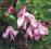 Clematis bylinowy Alionushka OKRYWOWY KWITNĄCY HIT