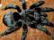 Grammostola pulchra L4 + RARYTASIK L4 SUPER ZESTAW