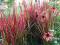 Trawa Red Baron Imperata cylindryczna czerwona