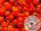 Świeża Papryka Chili - Red Savina Habanero (2kg)