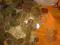 MIX POLSKICH MONET ponad 1000 szt