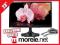 Monitor LED 23' LG 23MP65HQ IPS FHD HDMI +KAB_HDMI