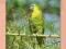 BRAZYLIA fauna ptaki papuga (01)