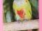 BRAZYLIA fauna ptaki papuga (02)