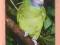 BRAZYLIA fauna ptaki papuga (08)