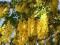 Złotokap (Laburnum anagyroides) Zlotokap pospolity