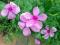 5 X Vinca Rosea (Barwinek różyczkowy)