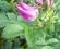 róża pomarszczona ,rosa rugosa-krzew dwuletni