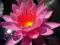 Lilia wodna 'Firecrest' (Nymphaea)  __ p11