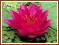 Lilia wodna 'James Brydon' (Nymphaea)  __ p11