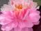 Lilia wodna 'Lilypons' (Nymphaea)  __ p11
