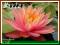 Lilia wodna 'Colorado'  (Nymphaea)  __ p11