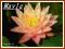 Lilia wodna 'Barbara Dobbins' (Nymphaea)  __ p11