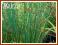 Sit siny (Juncus inflexus) p9 Sit siny (Juncus inflexus) p9