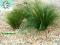 trawa ozdobna STIPA TENUISSIMA 