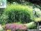 trawyozdobne MISCANTHUS STRICTUS-zaczynamypromocje