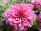 Chryzantema zimująca@ Ciemny róż @ piekna jak róża