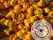 Świeża Papryka Chili - Yellow Habanero (1 kg)