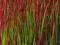 Trawa czerwona - imperata Red Baron