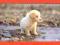 JAPONIA fauna zwierzęta pies piesek (10)