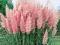 Różowa TRAWA PAMPASOWA Cortaderia Rosea 90cm P9