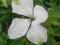 Clematis włoski Alba Luxurians zielony Viticella