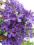 Clematis wielkokwiatowy Jackmanii NIEZNISZCZALNY