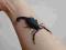 skorpion Grosphus grandidieri samica