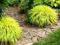 Hakonechloa ALL GOLD Złota BAMBUSOWA TRAWA