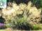 trawy ozdobne Stipa Gigantea-ładne sadzonki!!!