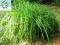 trawa ozdobna Carex Pendula nowość