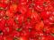 Papryka Habanero czerwona 500g - PROMOCJA