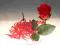 Kraina Mydła -róża pakowana osobno-czerwona
