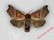 Motyl- Scoliopteryx libatrix !!!