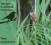 PTAKI NAD JEZIOREM - GŁOSY PTAKÓW, PTASI ŚPIEW!
