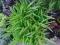 Trawa jak bambus---- PANICUM CLANDESTINUM-----XXL