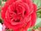 Róża róże czrewona wielkokwiatowa-odporna na mrozy