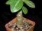 Adenium na bonsai nr 3