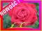 RÓŻA WIELKOKWIATOWA MONICA nr 624