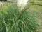 BIAŁA trawa pampasowa - sadzonki
