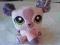 wyprzedaż maskotka littlest pet shop piesek słodki