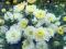 Chryzantema chryzantemy zimująca @ Biała drobna @
