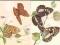 pocztówki LEŚNIK + PERŁOWIEC motyle BALCERZAK