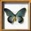 Motyl - Papilio zalmoxis