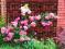 PERGOLA KRATKA ANTICO 4szt 55x55cm MXPL