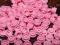 Groszek LEGO Bright Pink 1x1 Round x100 szt NOWE