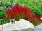 Czerwona Trawa Red Baron - druga sadzonka gratis!