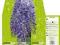WISTERIA FIOLETOWA GLICYNIA 30-40cm sadzonka duża