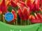 Krokusy tulipany lilie Najpiękni rośliny cebulowe