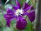 Powojnik Clematis 'Warszawska Nike'